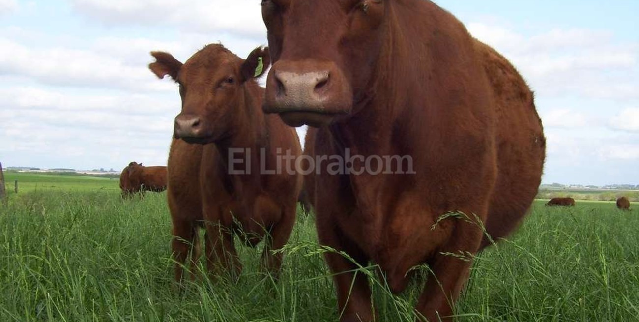 La ganadería tiene ganas de volver 