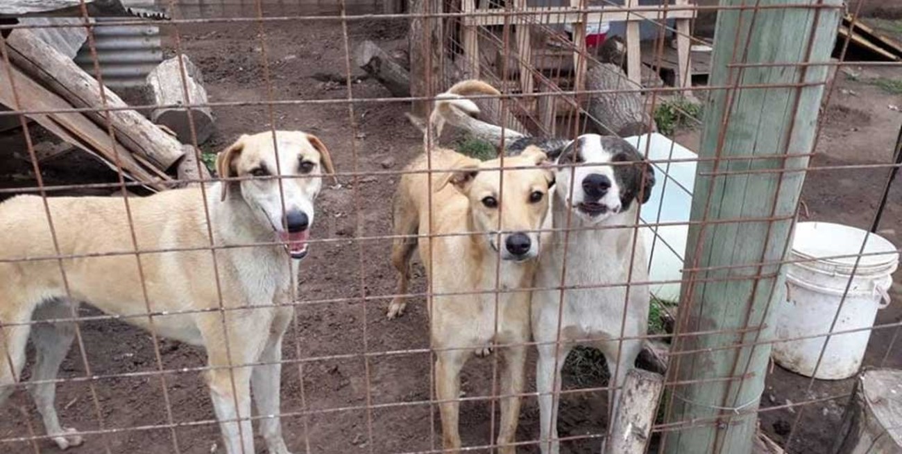 San Jerónimo Norte, al resguardo de los animales del pueblo
