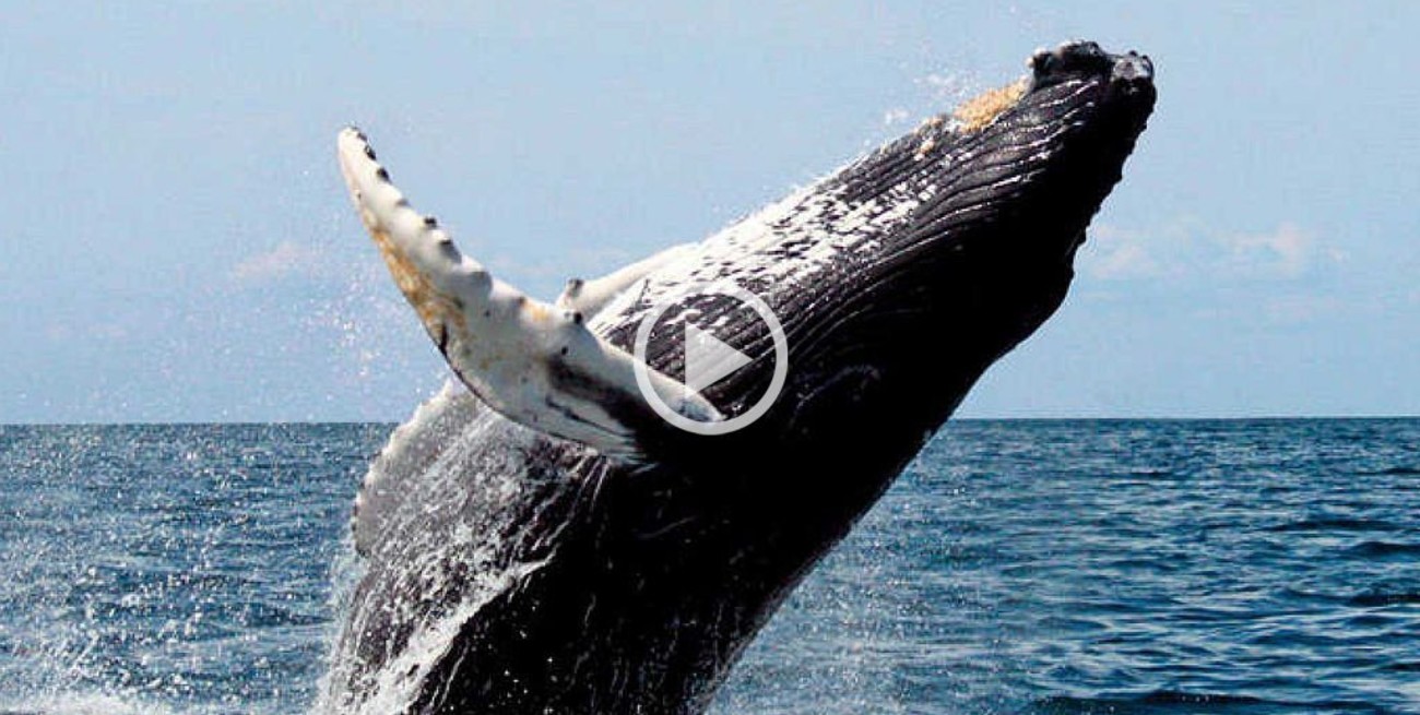 La ballena jorobada resurge de la casi extinción en el Atlántico Sur