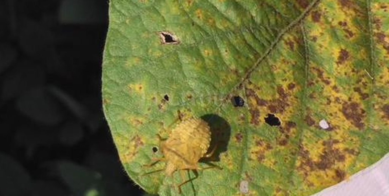 La "chinche de los cuernos" aumentó el daño que causa sobre maíz