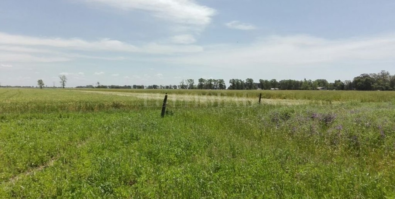 El trigo comenzó su nuevo ciclo bajo óptimas condiciones