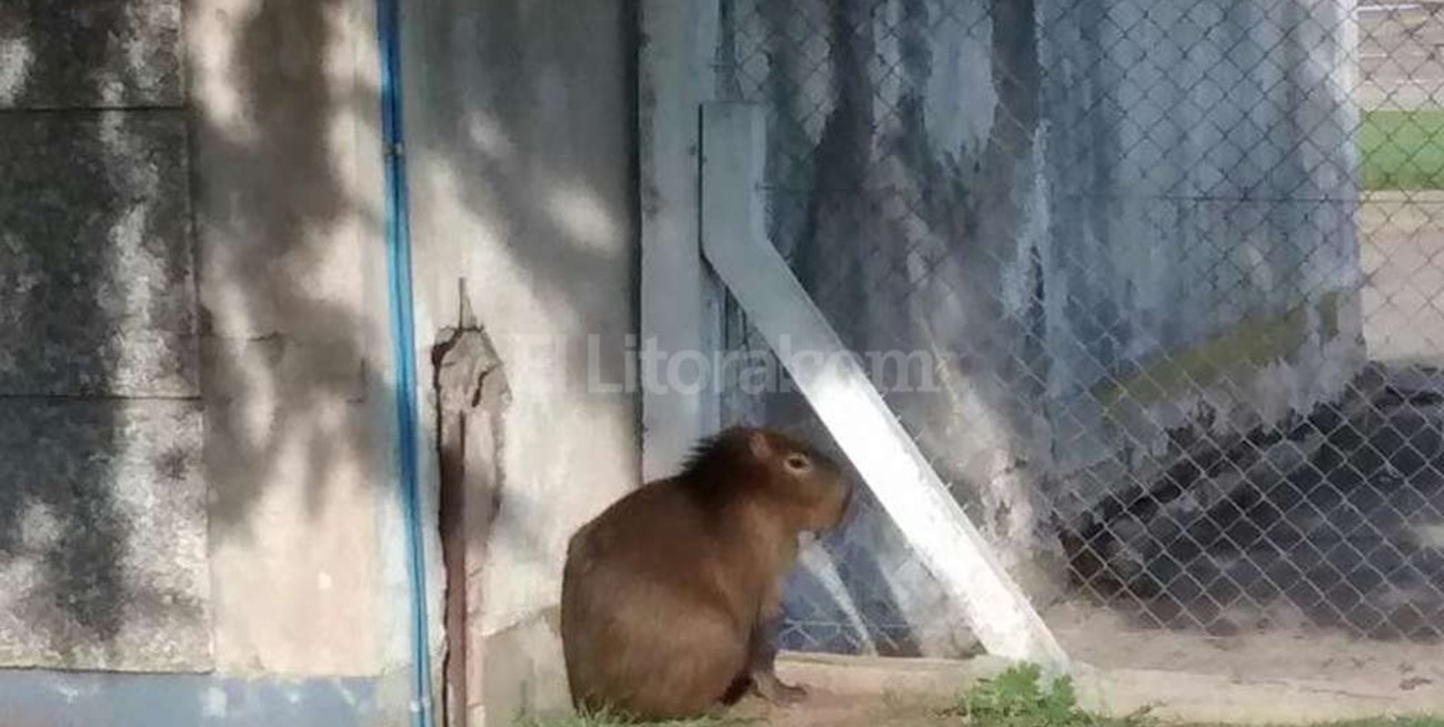 Apareció un carpincho en el aeropuerto
