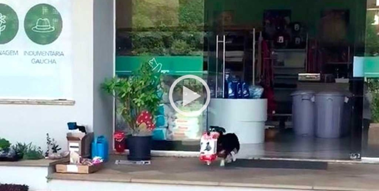 Conocé a Pituco, el perro que busca su alimento... ¡solo!