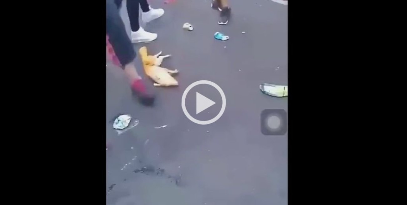 Indignante: Hinchas de River golpearon a un cerdo muerto con los colores de Boca