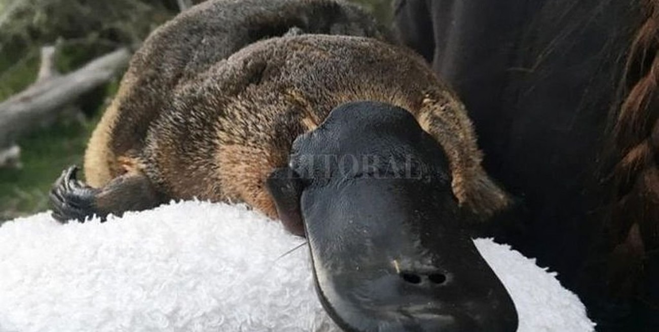 El ornitorrinco camino a la extinción 