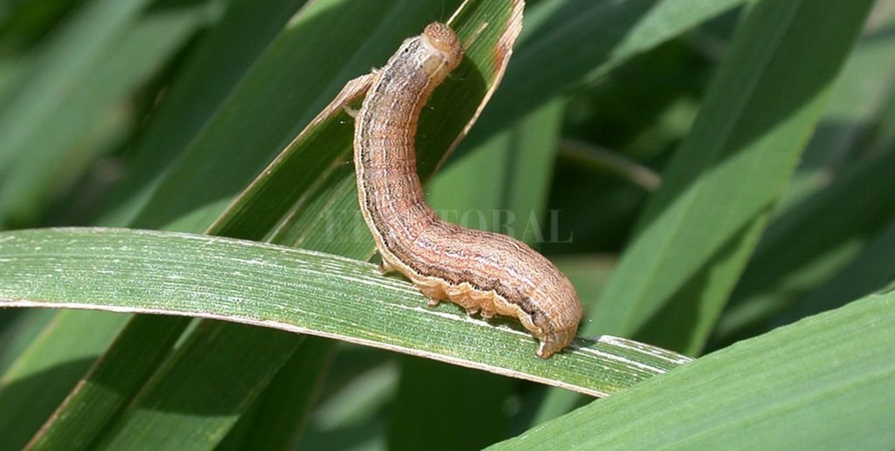Presentan una oruga capaz de alimentarse de plástico que puede ayudar a reducir la contaminación