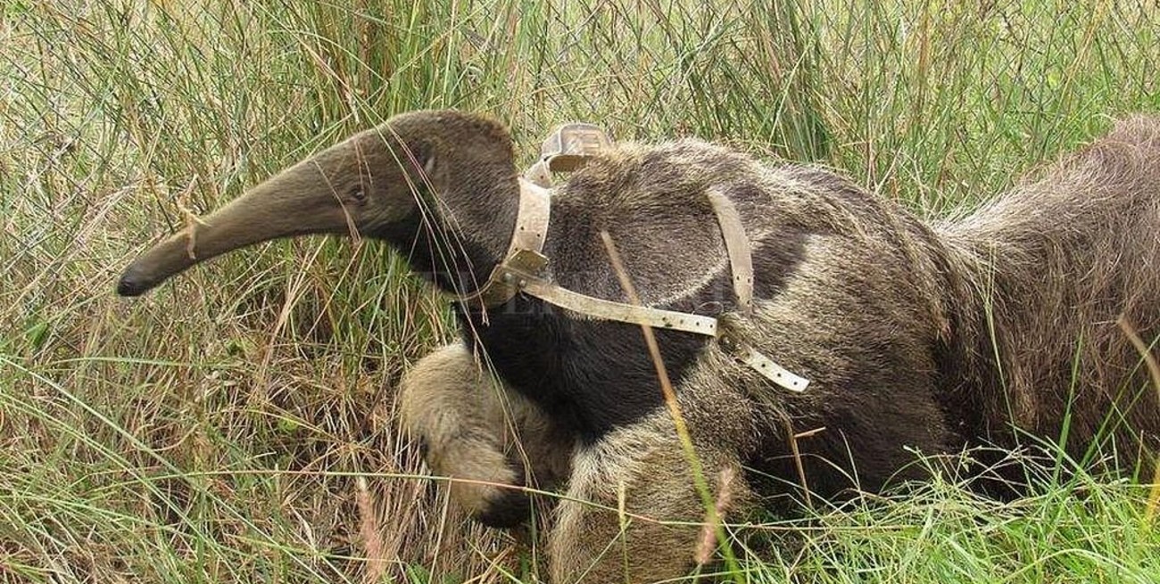 Llegaron 4 osos hormigueros a los Esteros del Iberá