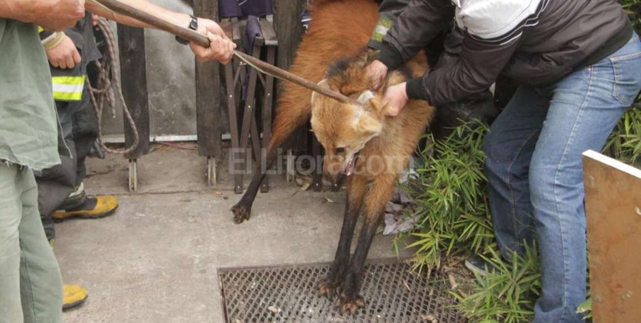 Al mediodía liberan al aguará guazú