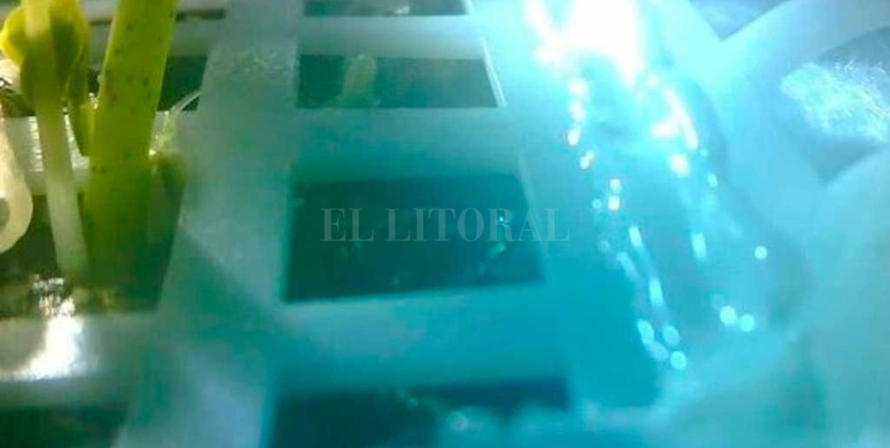 Murió la primera planta en nacer en la cara oculta de la luna