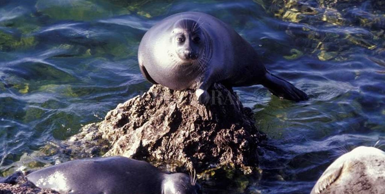 Muerte masiva de focas desata alarma en Rusia