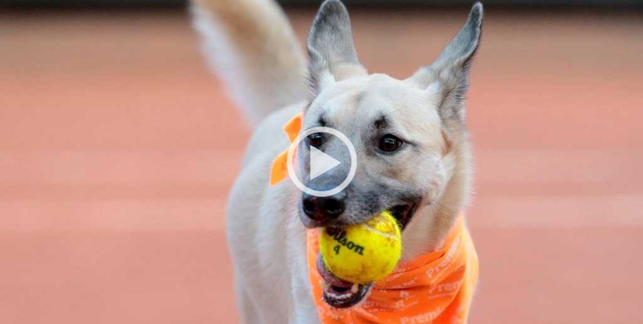 Video: usaron perros callejeros como alcanzapelotas 