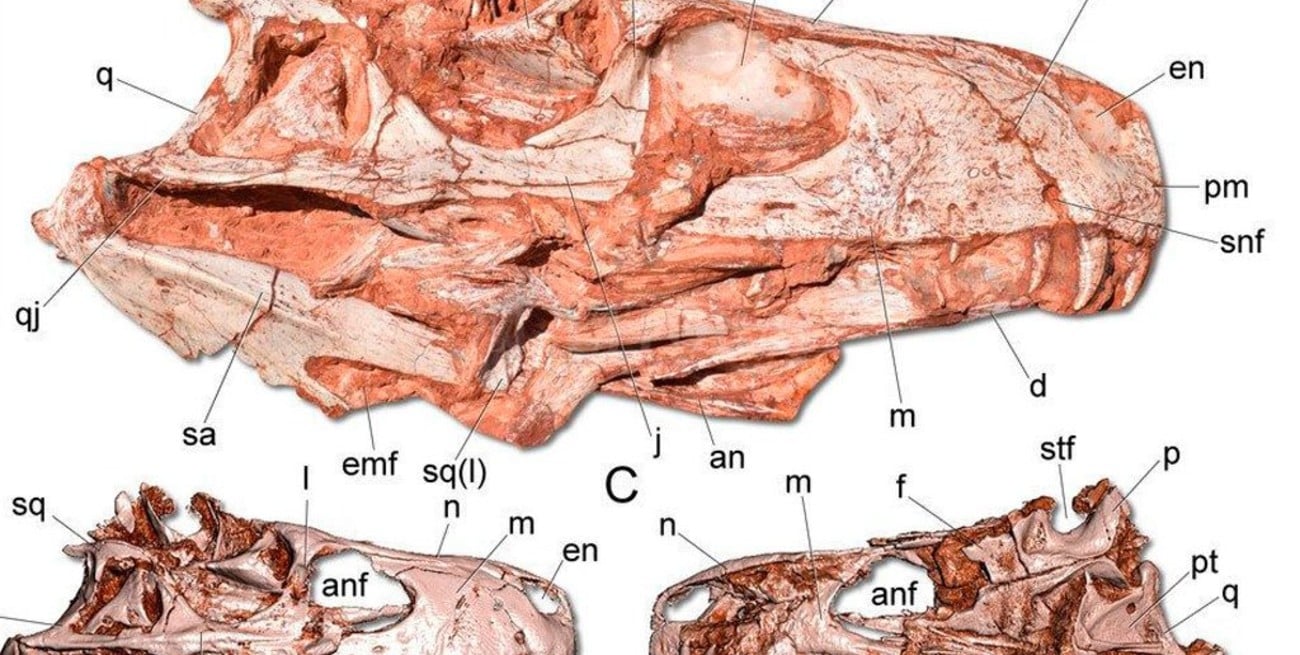 Encontraron en Brasil restos de dinosaurio carnívoro más antiguo conocido