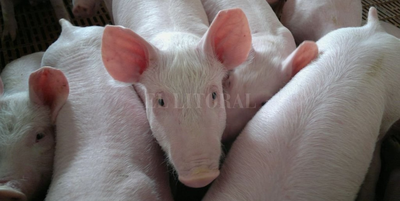 Auge del cerdo: en 2025 se consumirían 25 kilos anuales por persona