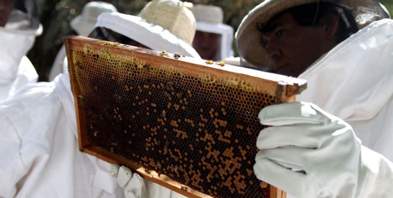 Fitosanitarios y apicultura: la importancia de las buenas prácticas para evitar mortandades