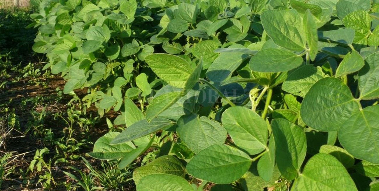  Evalúan el impacto de los cultivos de cobertura en los rindes de la soja