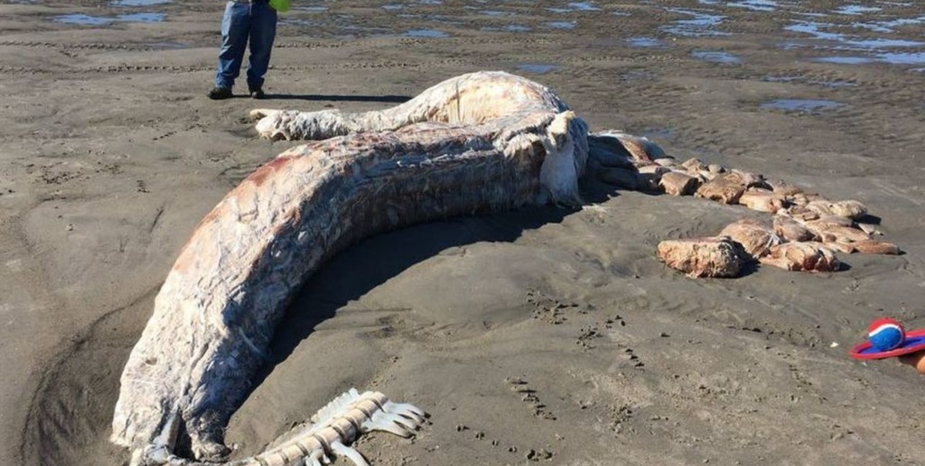 Explicaron el origen de la misteriosa criatura hallada en una playa de Estados Unidos