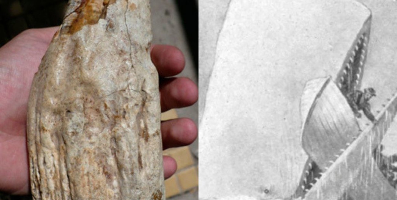 Identifican dientes de una ballena gigante similar a Movy-Dick en Rio Negro