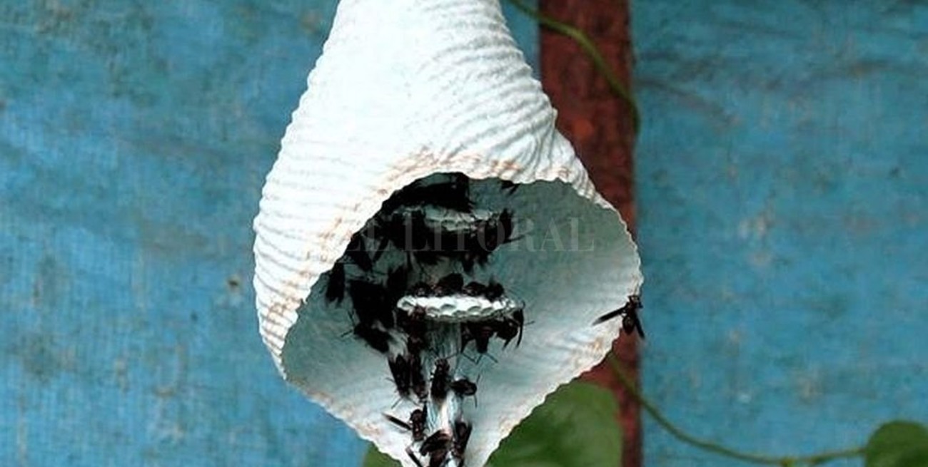 Misiones: más de 20 personas internadas tras un ataque de avispas negras