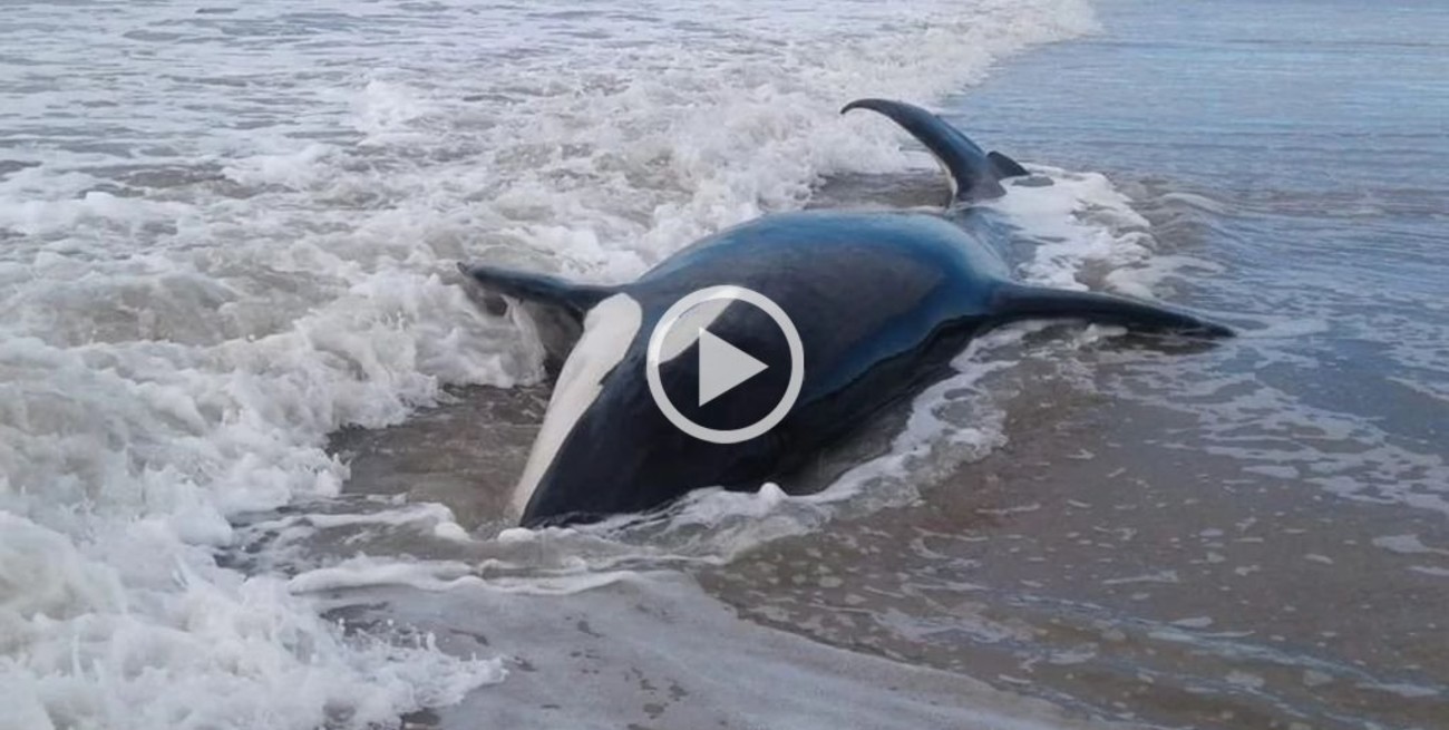 Video: 7 orcas quedaron varadas en Mar Chiquita