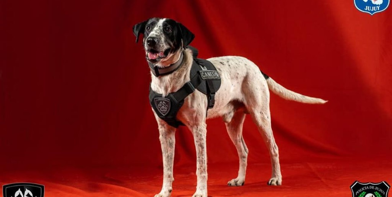 La policía de Jujuy presentó a "Falopa" y otros canes de su División Perros