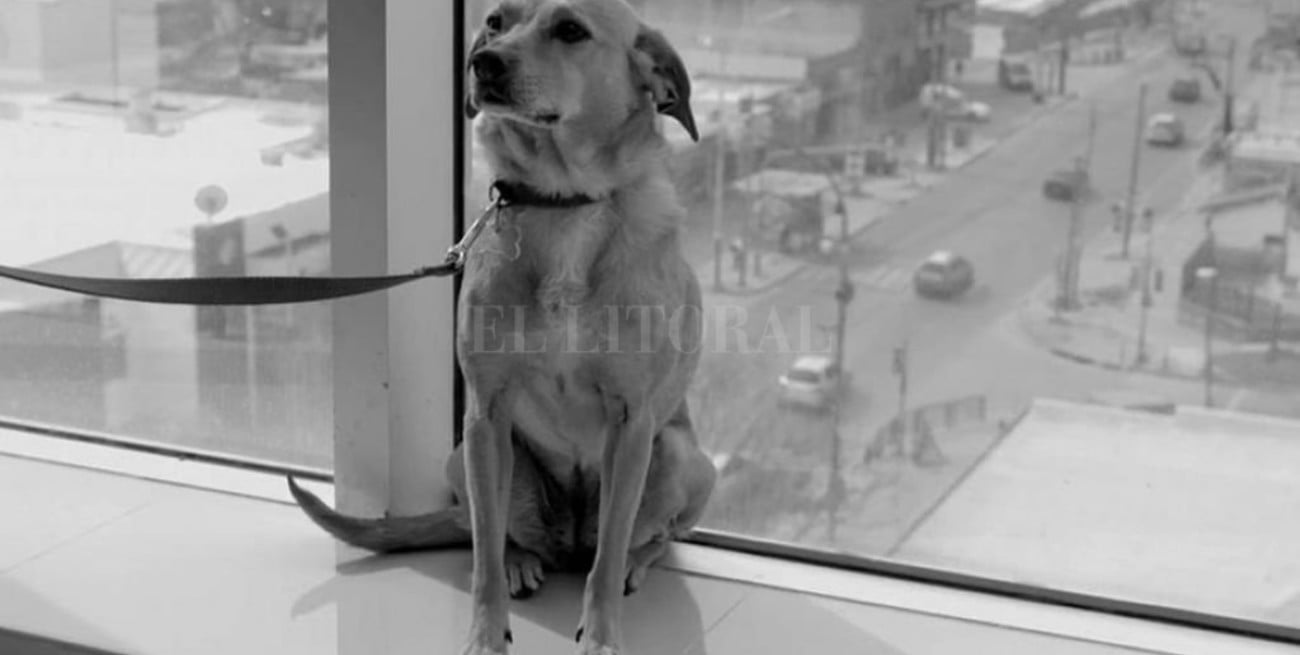 "El perro que no calla" premiada en el Festival de Cine de Rotterdam