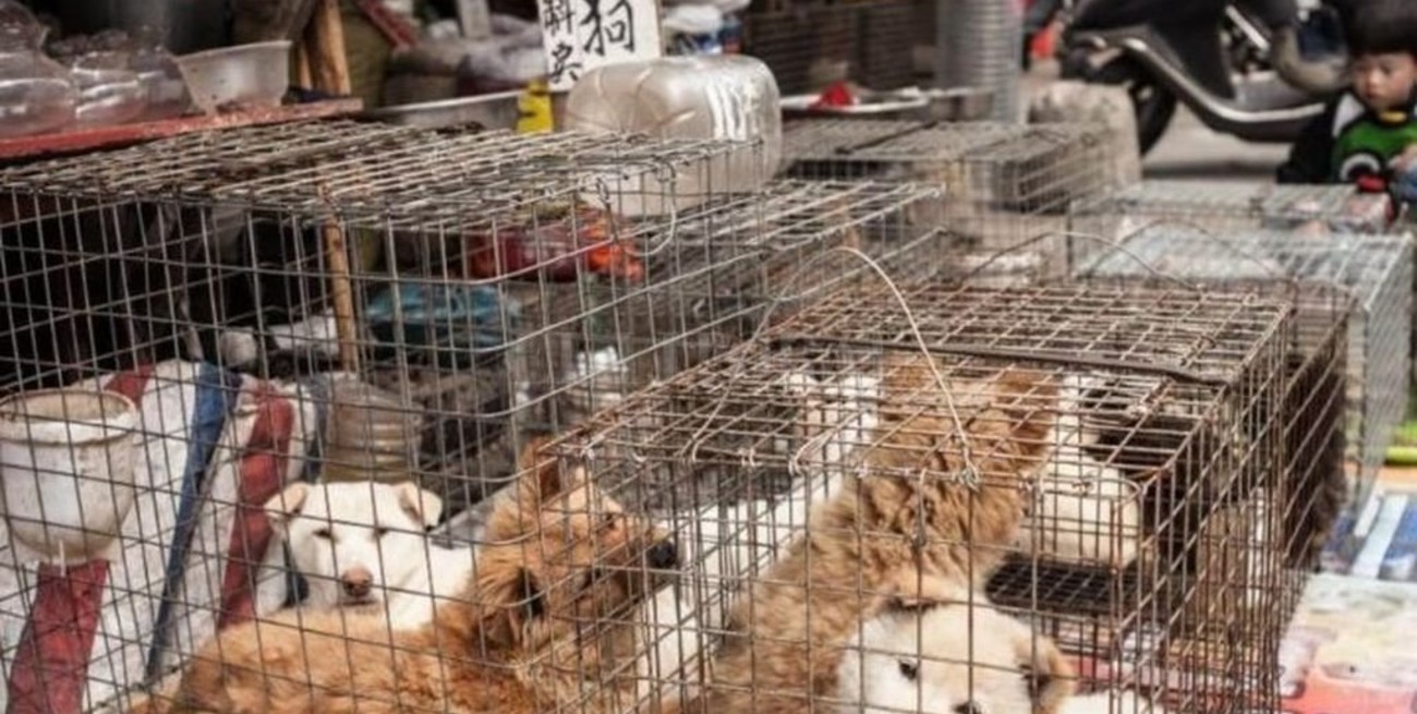 Corea del Norte prohibió la tenencia de mascotas