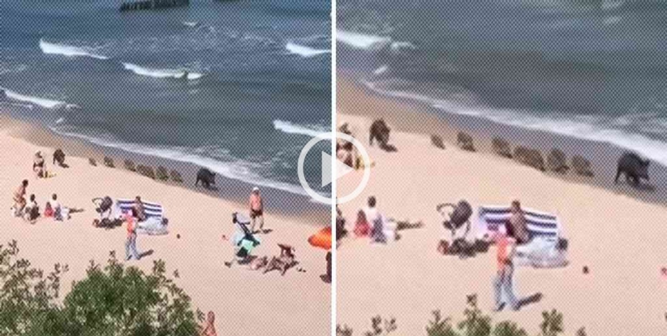 Video: un grupo de jabalíes sorprendió a los turistas en una playa en Polonia