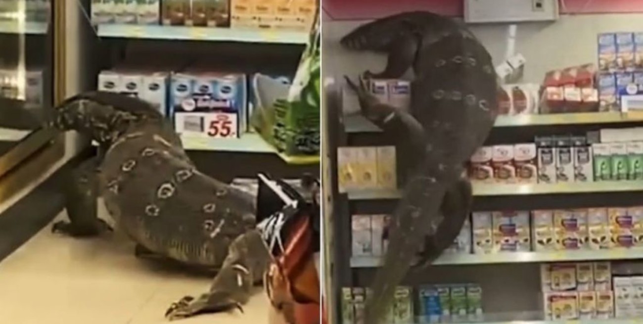 Enorme lagarto entra a tienda en Tailandia