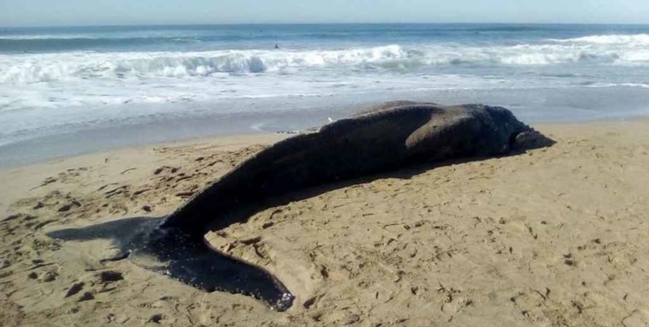 Video: apareció el cadáver de una ballena en Mar del Plata