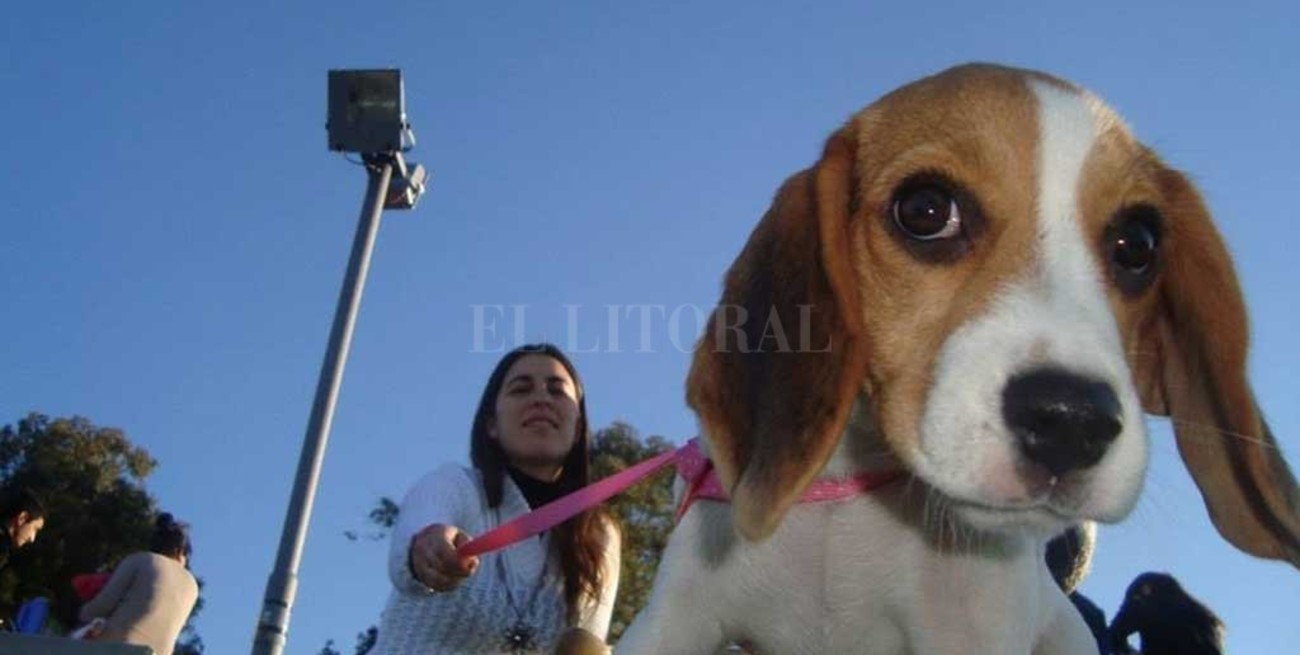 Proponen la creación de un centro de  asistencia para animales de compañía 