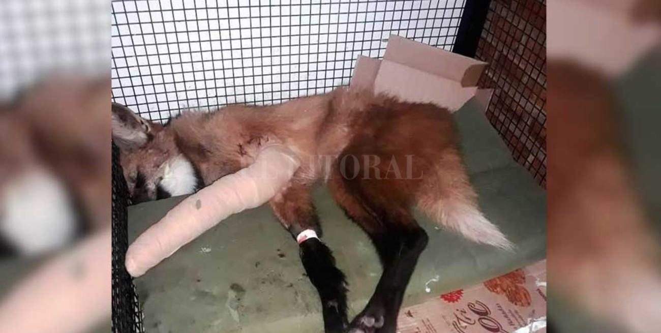 Un aguará guazú accidentado fue trasladado a la Granja de la Esmeralda
