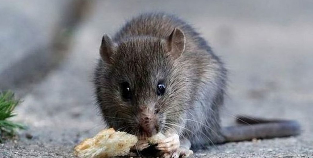 Hantavirus: no hay casos nuevos desde hace más de 40 días en Chubut