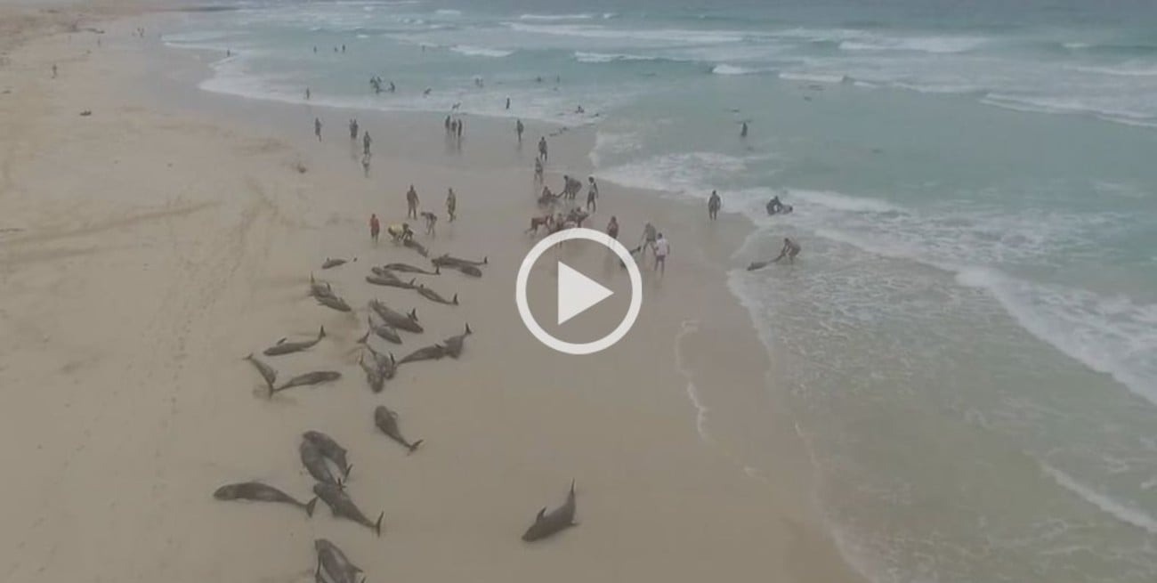 Video: Más de 100 delfines murieron tras quedar varados en una playa