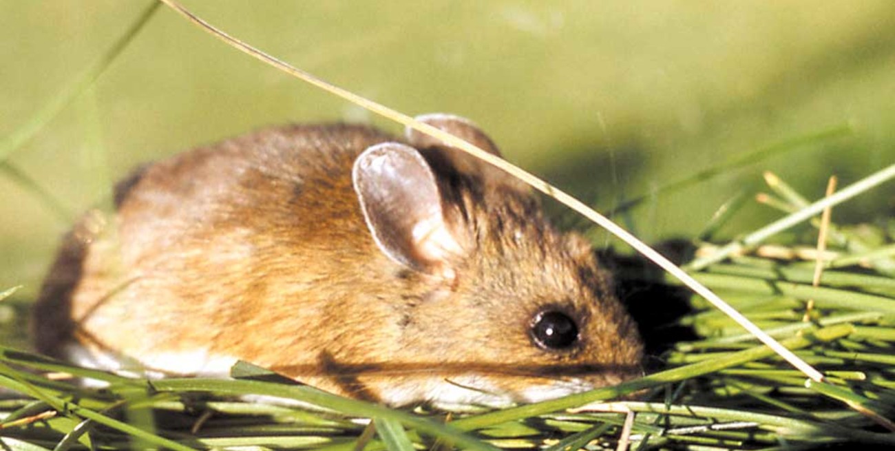 Alerta por caso fatal de leptospirosis en Rosario