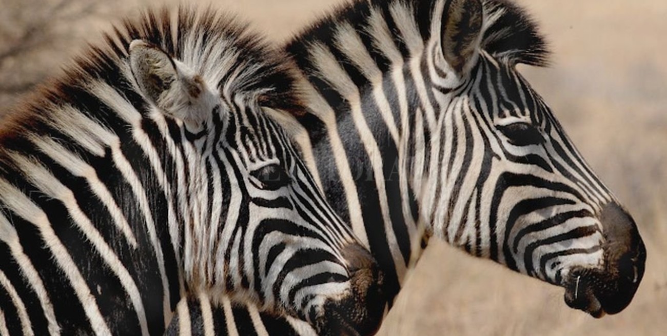 Por primera vez en el mundo, la Argentina clonó cebras en laboratorio