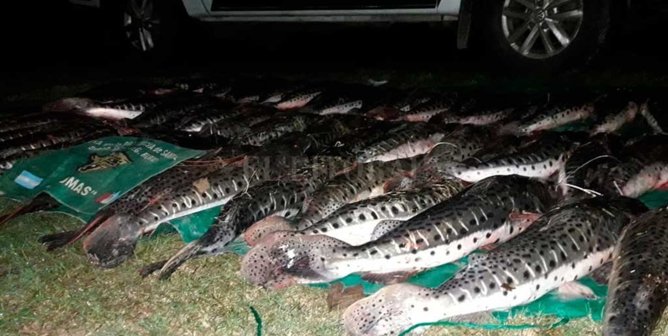 Pesca ilegal en Arroyo Leyes: decomisaron 54 surubíes