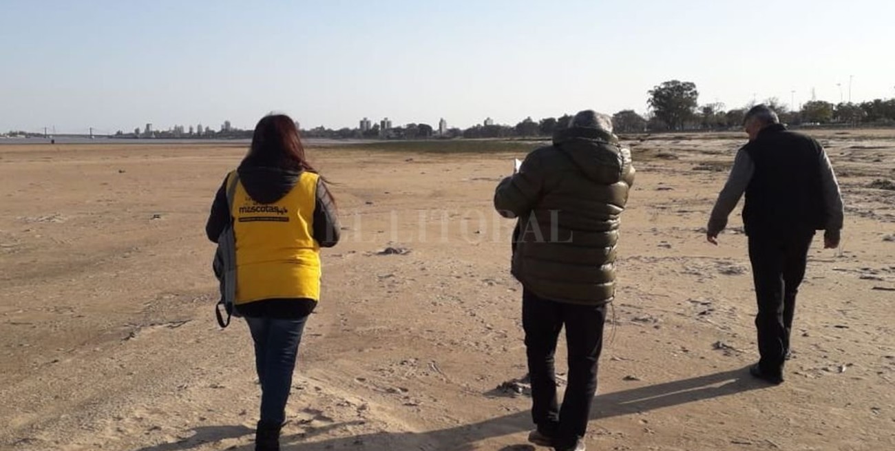 Tras el alerta por perros intoxicados, rastrillaron la playa a la altura de los espigones