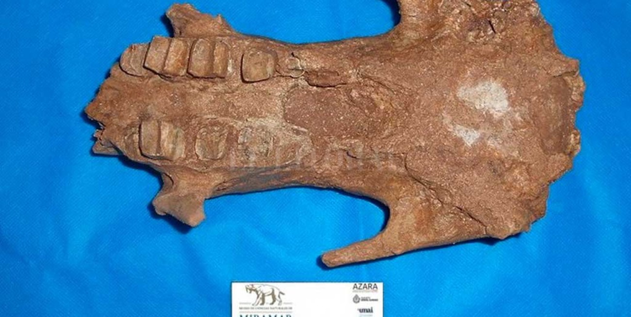 Se halló el megaterio más antiguo de la Argentina