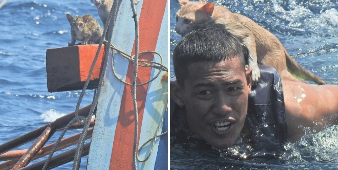 Viral: marineros rescataron a cuatro gatitos de un barco en llamas que se hundía