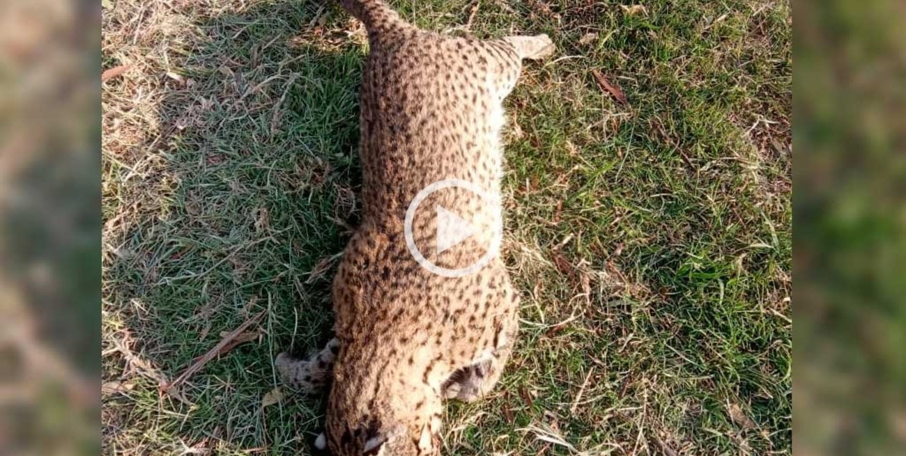 Sorpresa por el hallazgo de un gato montés muerto en San Carlos