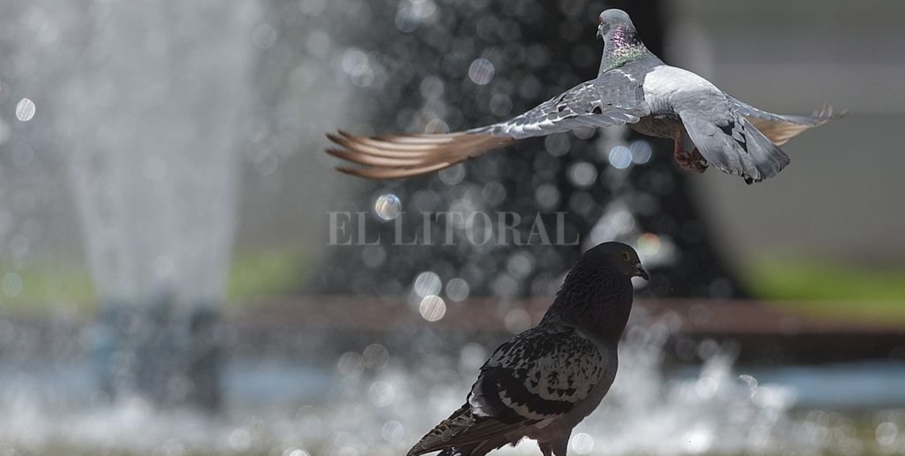 Línea directa: "cortes de luz en la Costa", "el bife del Turco" y otros mensajes