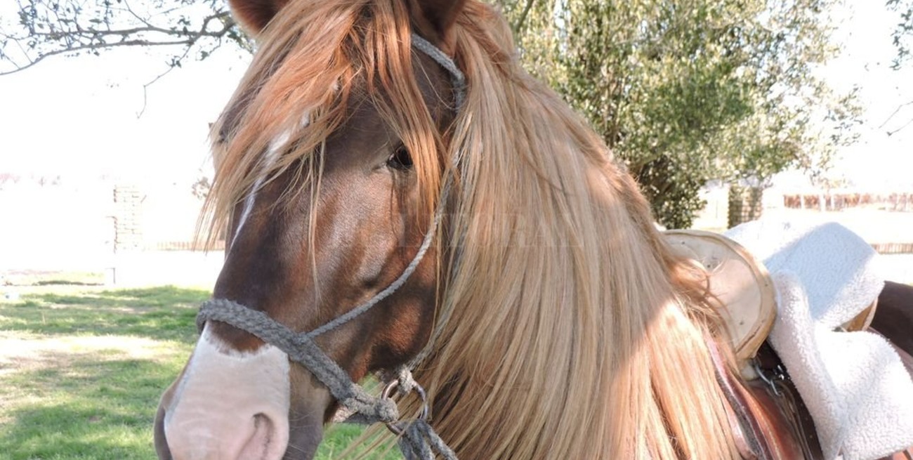 Caballos de paso peruano en Santa Fe 
