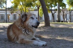 Archivo El Litoral Poco frecuente. Desde el área de Zoonosis, aseguraron que los veterinarios no suelen detectar casos de rabia en perros en la provincia. El año pasado, se confirmó un caso aislado en un gato en María Susana, pero de la cepa viral que transmiten los murciélagos.