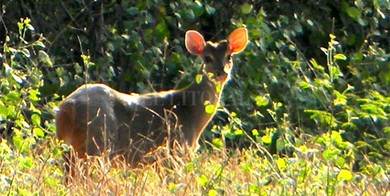 Apareció un guazuncho en el Parque  del Sur: la explicación de un experto  