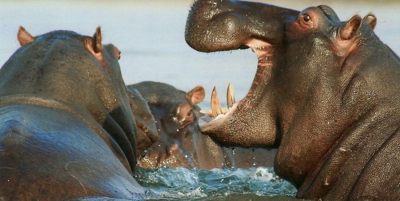 El legado de Pablo Escobar: Colombia no puede controlar una invasión de los hipopótamos