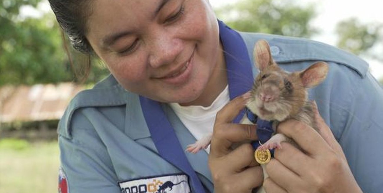 Camboya "jubiló" a Magawa, la rata gigante condecorada por detectar decenas de minas antipersonales