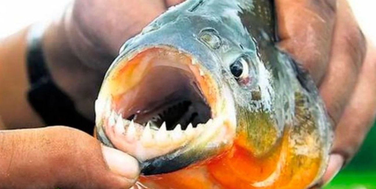 Tres personas heridas por mordeduras de peces palometas en río Paraná