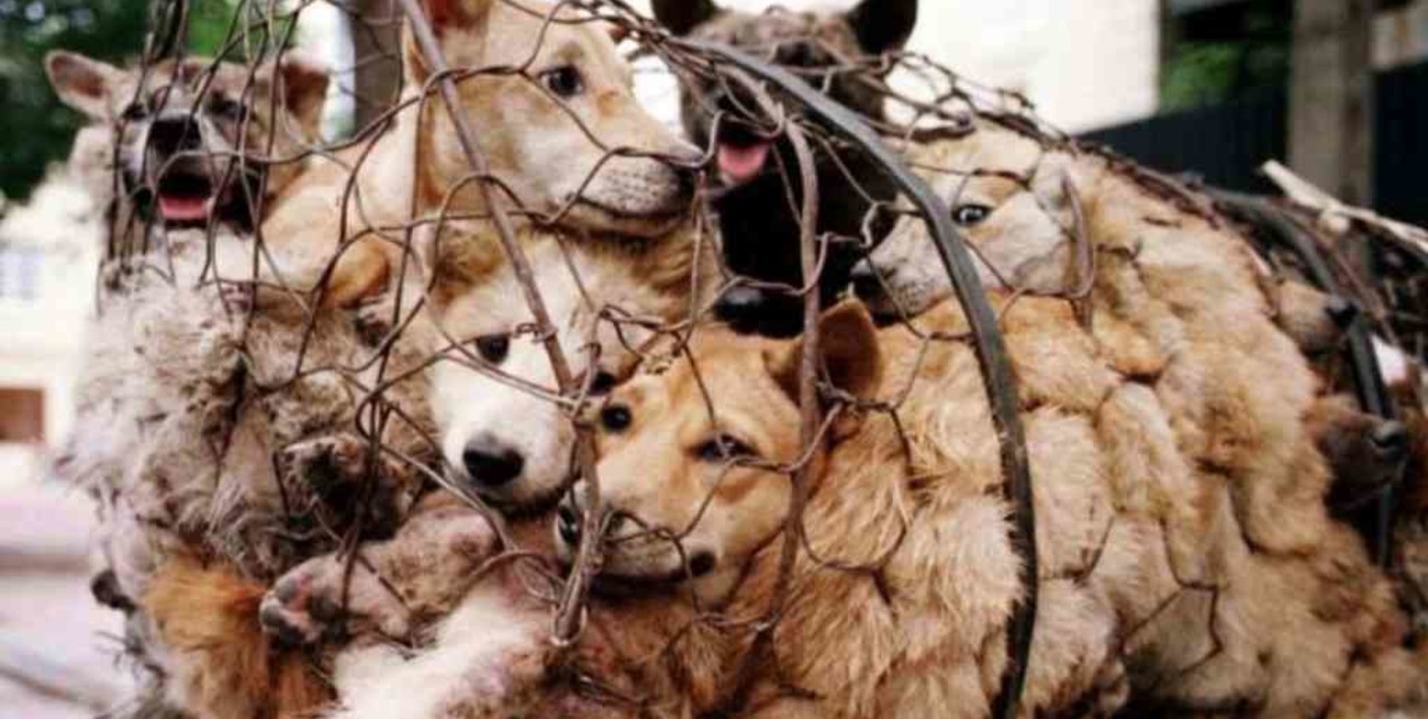 China continúa con la venta de carne de perro para consumo humano