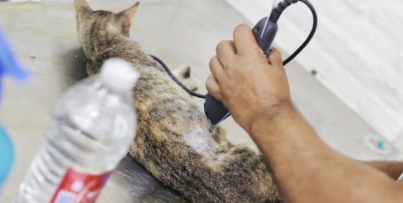 Continúa la campaña de castración de animales