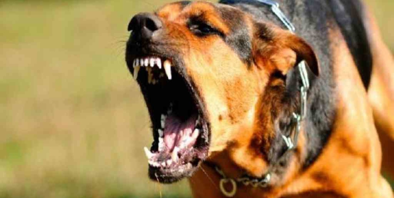 San Juan: una nena fue atacada por un perro y terminó con heridas en el tórax y una pierna